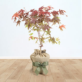 Acer 'Atropurpureum' Gift Wrapped