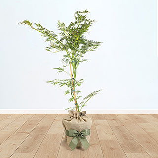 Acer 'Dissectum' Gift Wrapped