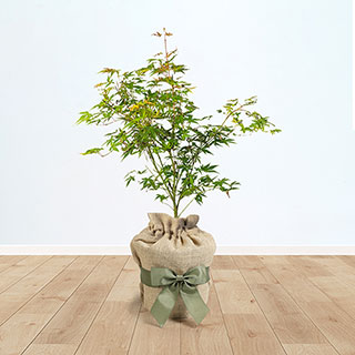 Acer 'Orange Dream' Gift Wrapped