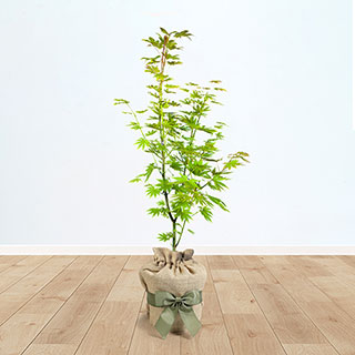 Acer 'Jordan' Gift Wrapped