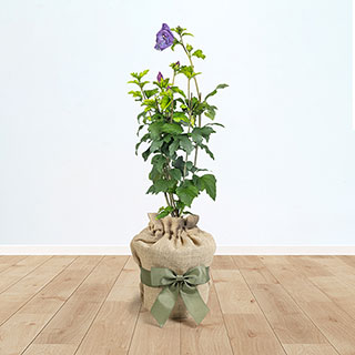 Hibiscus 'Chiffon Lavender' Gift Wrapped