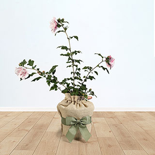 Hibiscus 'Chiffon Pink' Gift Wrapped