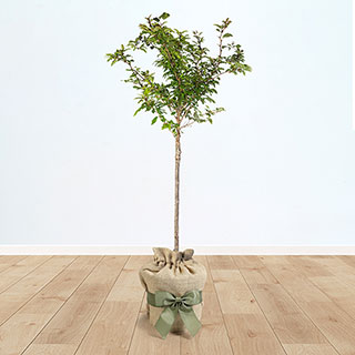 Cherry 'Kojo-no-Mai' Standard Tree Gift Wrapped