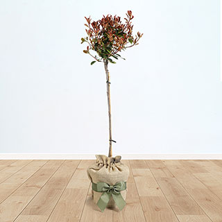 Photinia 'Little Red Robin' Standard Tree Gift Wrapped