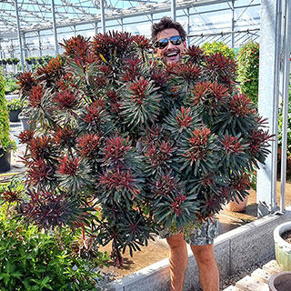 Euphorbia 'Miner's Merlot'