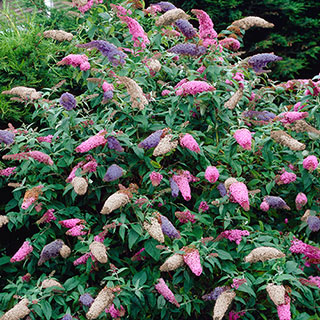 Tricolour Buddleia Butterfly Bush