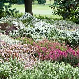 'Four Seasons' Heather Collection