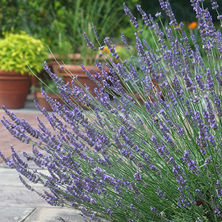 Lavender 'Phenomenal'