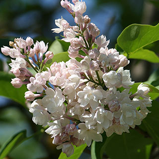 Lilac 'Beauty of Moscow'