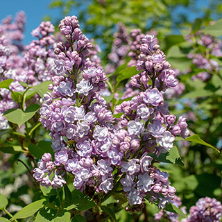 Lilac 'Michel Buchner'