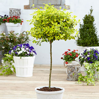 Euonymus 'Emerald 'n' Gold' Standard Tree
