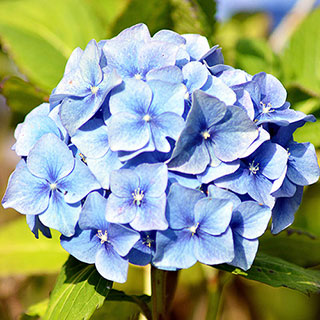 Hydrangea 'Blue Mophead' Standards