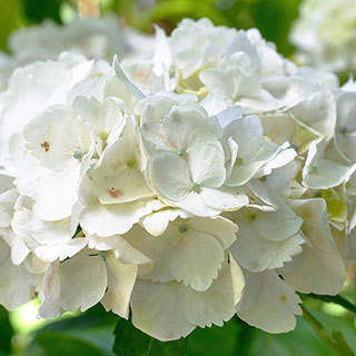 Hydrangea 'White Mophead' Standards