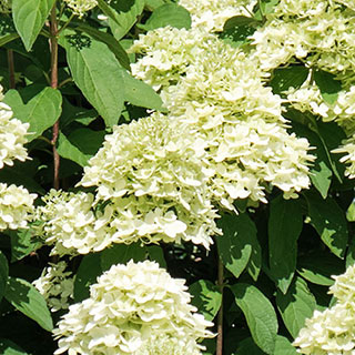 Hydrangea 'Magical Candle' Standards