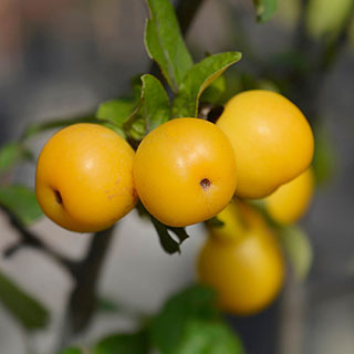 Crab Apple 'Golden Hornet' Standards