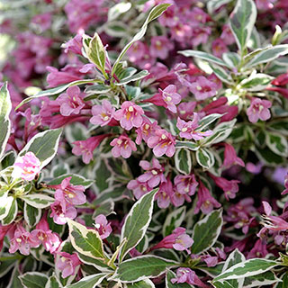 Weigela 'All Summer Monet' Standard