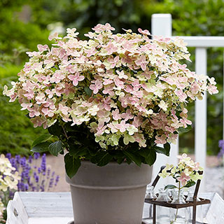 Hydrangea 'Polestar'