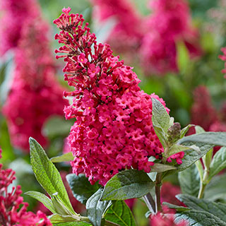 Buddleia 'Butterfly Candy Little Ruby' Standards