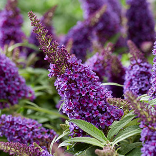 Buddleia 'Butterfly Candy Little Purple' Standard