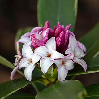 Daphne 'Rogalski'