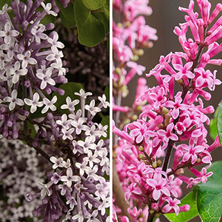 Fragrant Dwarf Lilac Collection