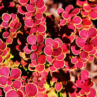 Berberis 'Orange Sunrise'