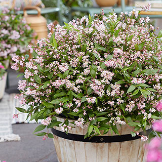 Deutzia 'Million Stars Pink Carpet'