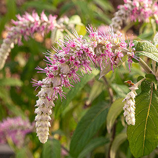 Rostrinucula dependens 'Waterfall Buddleia'