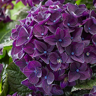 Hydrangea 'Deep Purple Dance'