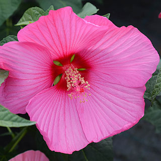 Hibiscus 'Luna Rose'