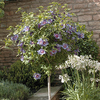 Hibiscus 'Marina' Mini Standard