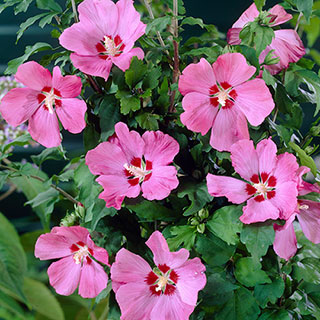 Hibiscus 'Woodbridge' Mini Standard