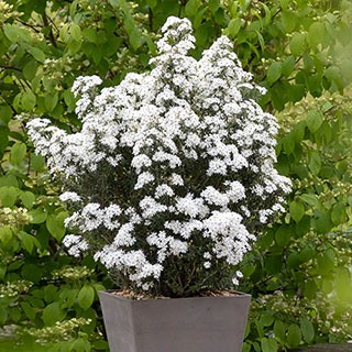 Olearia 'Spring Bling'