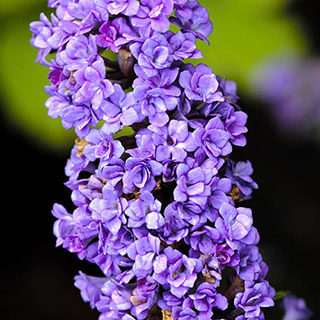 Buddleia 'Floral Fanfare'