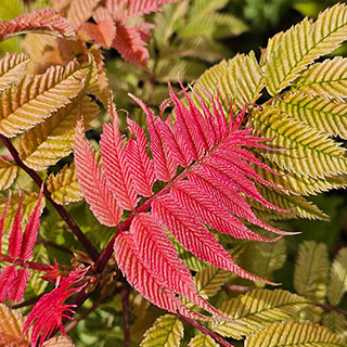 Sorbaria 'Crimson Feathers'