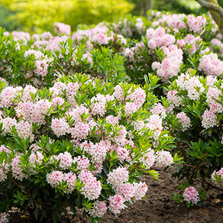 Rhododendron 'Bloombux Light Pink'