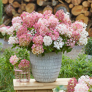Hydrangea 'Groundbreaker Blush'