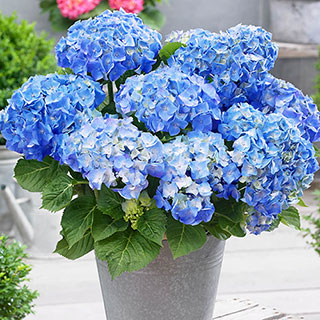 Hydrangea 'Little Hortensia Blue'