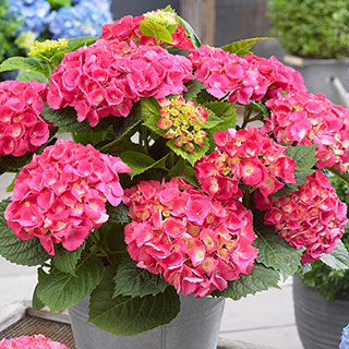 Hydrangea 'Little Hortensia Red'