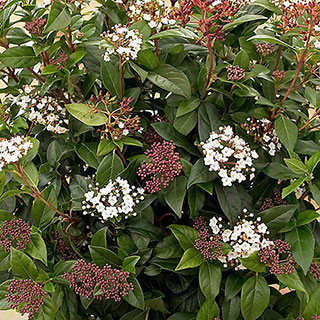 Viburnum 'Eve Price'