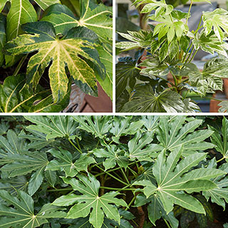 Fatsia japonica Collection