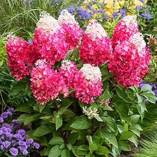 Hydrangea paniculata 'Living Red Velvet'