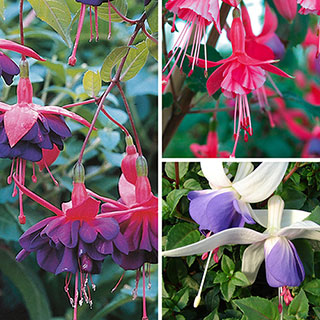 Hardy Fuchsia Collection