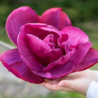 Magnolia 'Meganolia'