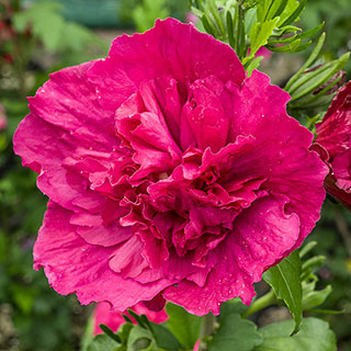 Hibiscus 'Red Chiffon'