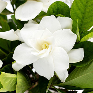Gardenia jasminoides 'Fool Proof'