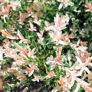 Salix Flamingo Willow Bush
