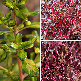 Coprosma Collection