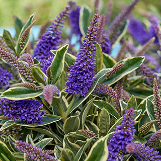 Hebe Addenda 'Wild Blue'