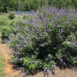 Vitex agnus-castus 'Queen Bee'